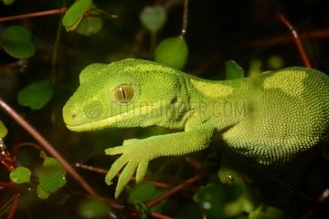 Portrait of Green Tree Gecko on branch - New Zealand