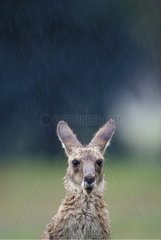 Portrait of Eastern Grey Kangaroo under rain Australia