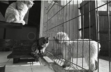 Cats and dogs separated by a grid Refuge of Beauregard