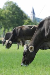 Brune Cows grazing at Campagnac Aveyron France