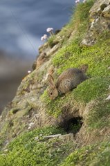 Rabbit near a nest Shetland Scotland