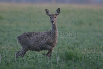 Female Roe deer moulting spring