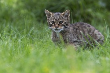 Scottish Wildcat standing in a meadow in summer - Scotland