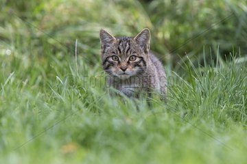 Scottish Wildcat standing in a meadow in summer - Scotland