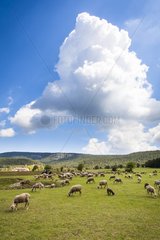 Flock of Sheep in the meadow - Préalpes d Azur RNP France