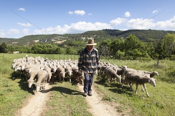 Shepherd and Flock of sheep - Luberon RNP France