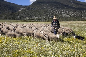 Shepherd and flock of sheep - PNR Luberon France