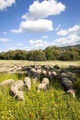 Flock of Sheep in flowery meadow - Luberon France