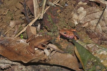 Cayenne stubfoot toads on dead leaves - French Guiana