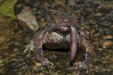 Crested forest toad eating a worm - French Guiana