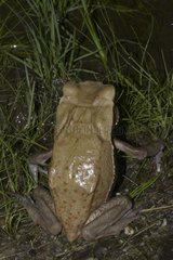 Smooth-sided toad in the grass - French Guiana