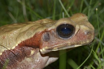 Portrait of Smooth-sided toad - French Guiana