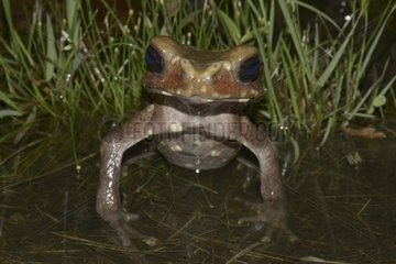 Smooth-sided toad in water - French Guiana