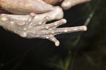 Smooth-sided toad foot - French Guiana
