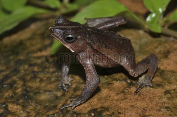 Beaked Toad in the forest floor - French Guiana