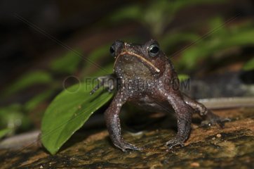 Beaked Toad in the forest floor - French Guiana