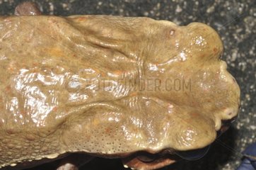 Smooth-sided toad venom gland - French Guiana