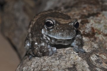 New River Tree Frog on bark - French Guiana
