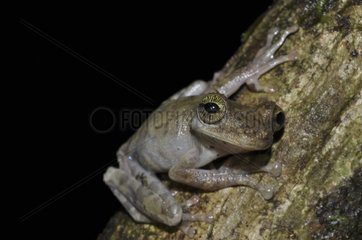 Osteocephalus on bark - French Guiana