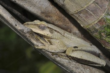 Many-banded Treefrog on dead leaves - French Guiana