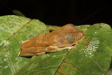 Tree Frog sleeping on a leaf - French Guiana
