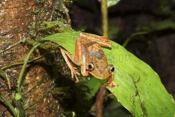 Tree Frog on a leaf - French Guiana