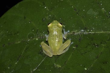 Glass frog on a leaf - French Guiana