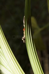 White-leaf Frog on leaf - French Guiana