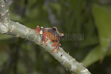 White-leaf Frog on branch - French Guiana