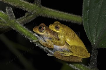 Lesser Treefrog in amplexus on a stem - French Guiana