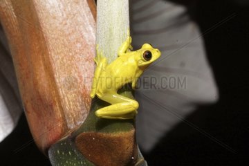 Lesser Treefrog male on petiole - French Guiana