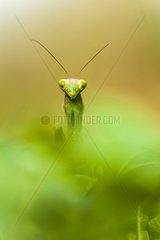 Portrait of Praying Mantis in vegetation - France