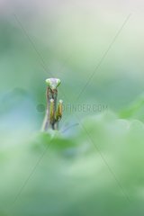 Praying Mantis in vegetation - France