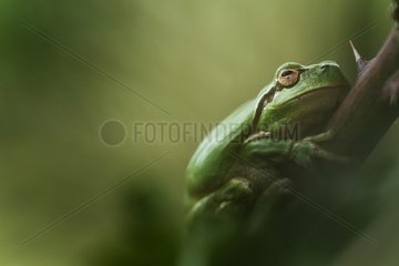 Méridionnale frog on stem - Pond Mejean France