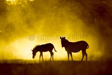 Plains Zebras cooling off in dust at dusk - Moremi Botswana