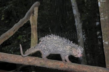 Brazilian Porcupine on a branch French Guiana