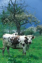 Vache Normande et pommier en fleurs Normandie France