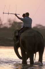 Radio-tracking de gavials à dos d'Eléphant d'Asie Népal