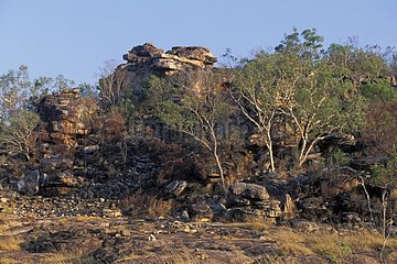 Old eroded rocks colonized by shrubs Kimberley