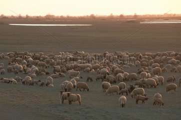 Troupeau de mouton suffolks dans les mollières France