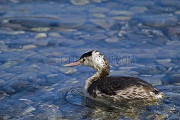 Juvenile Great Crested Grebe on water France