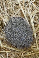 Hedgehog in straw