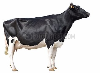Holstein cow raised her head in profile in the studio