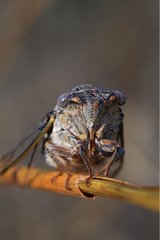 Porträt der gemeinsamen Zikadenvar -Provence