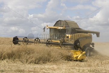 Kombinieren Sie Harvester in einem Feld Cotswold im Vereinigten Königreich