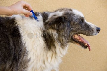 Anwendung eines Produkts Anti-Chip auf einen Hund Frankreich