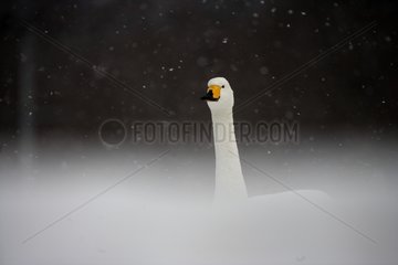 Porträt eines Whooper Swan unter dem Schnee UK