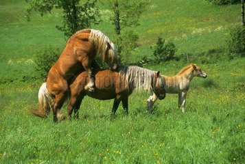 Mating Horse Comtois Massif Mezenc France