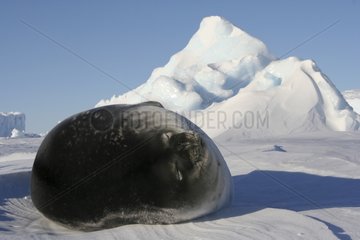 Weddell seal sleeping on ice Adélie Land