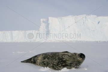 Weddell seal lying on ice Adélie Land